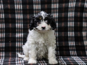 Photo of Timmy