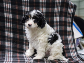 Photo of Timmy