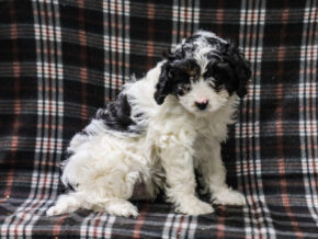 Photo of Timmy