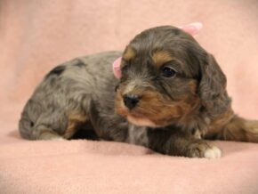 Photo of Tootsie