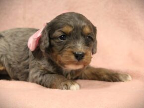Photo of Tootsie