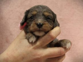 Photo of Tootsie