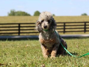 Sire Radley