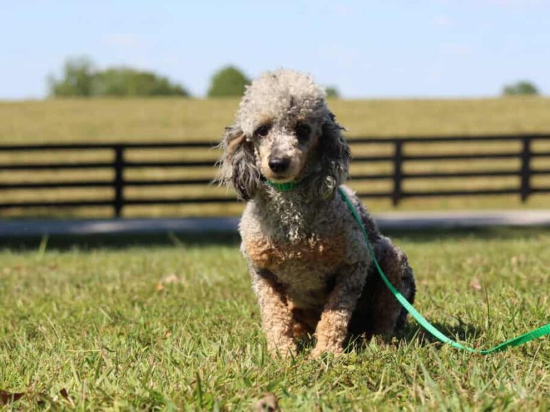 Radley, our Poodle Mini sire in Kentucky.