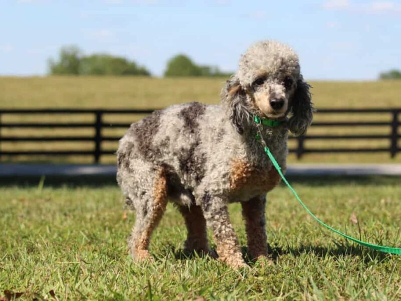 Radley, our Poodle Mini sire in Kentucky.