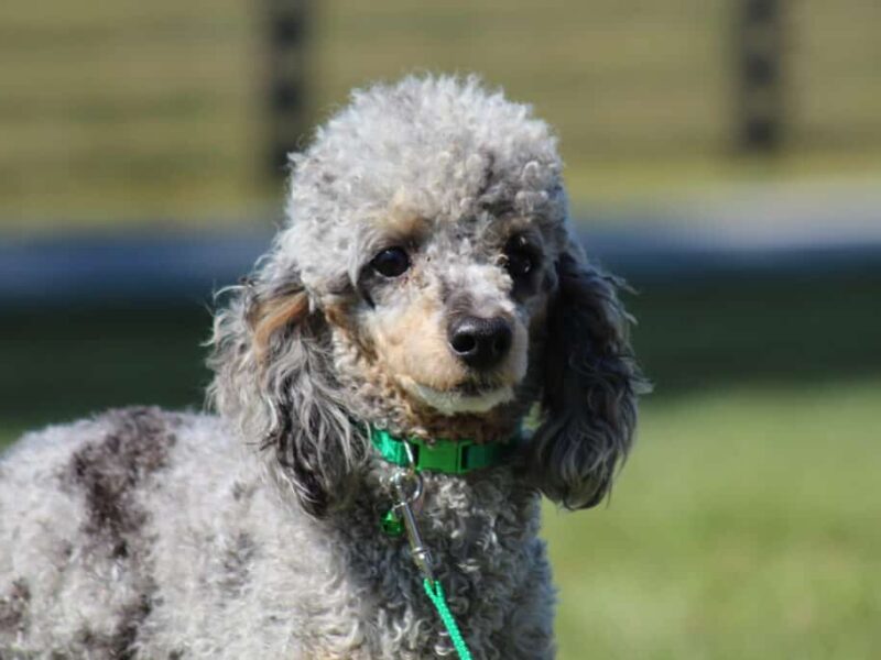 Radley, our Poodle Mini sire in Kentucky.