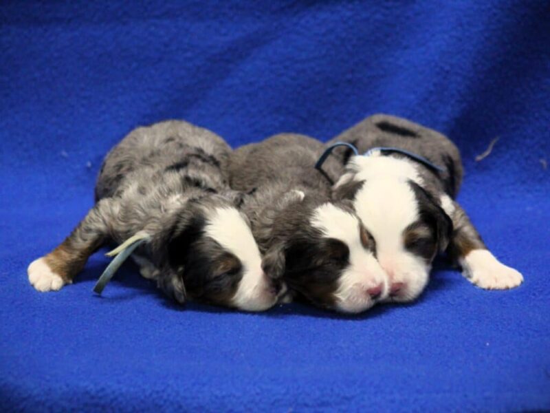 0226-Chip-Erin Mini Bernedoodle image