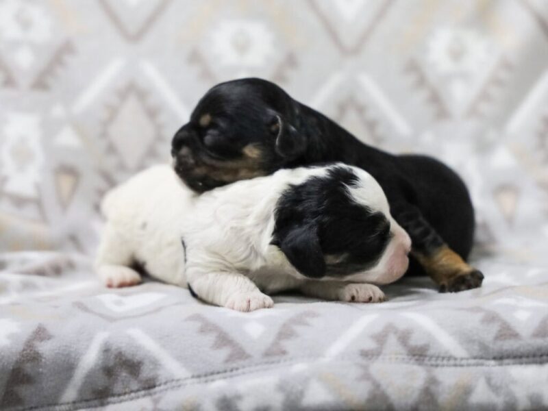 0126-Radley-Jennie Mini Cavapoo image