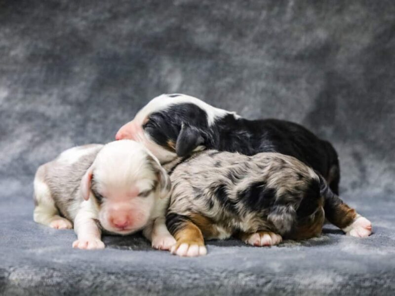 0226-Chip-Qunita Mini Bernedoodle image