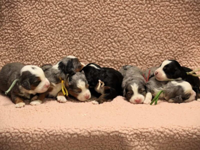 0226-Chip-Erin Mini Bernedoodle image