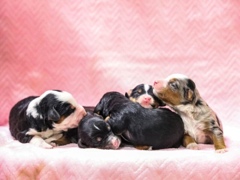 0226-Chip-Qunita Mini Bernedoodle image