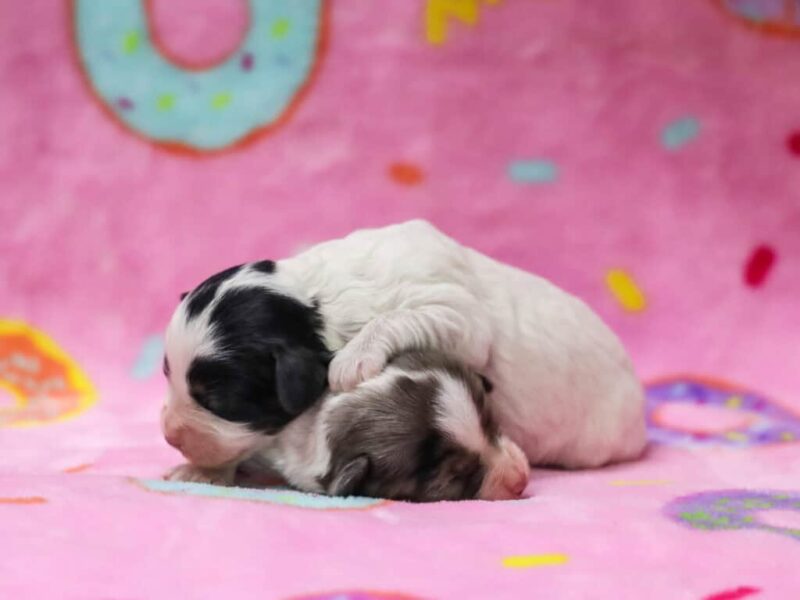 0226-Radley-Emmie Mini Cavapoo image