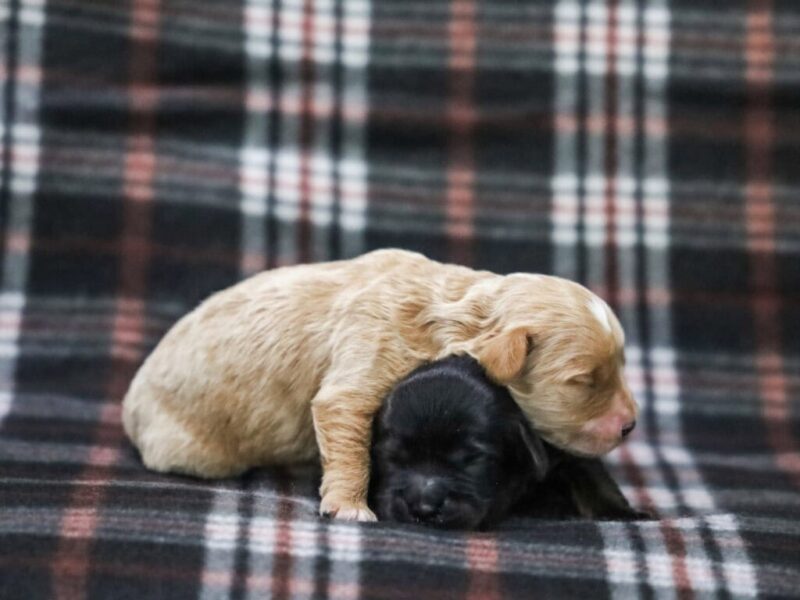 0226-Radley-Emmie Mini Cavapoo image