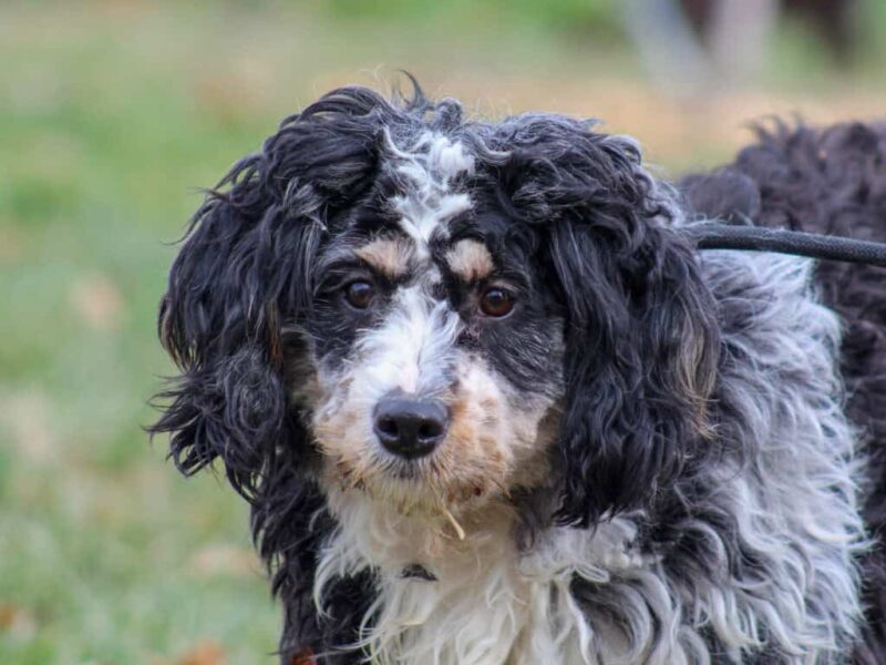 Qunita, our Bernedoodle Mini dam in Kentucky.