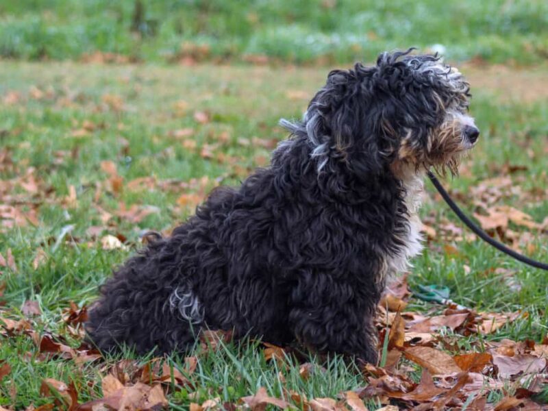 Qunita, our Bernedoodle Mini dam in Kentucky.