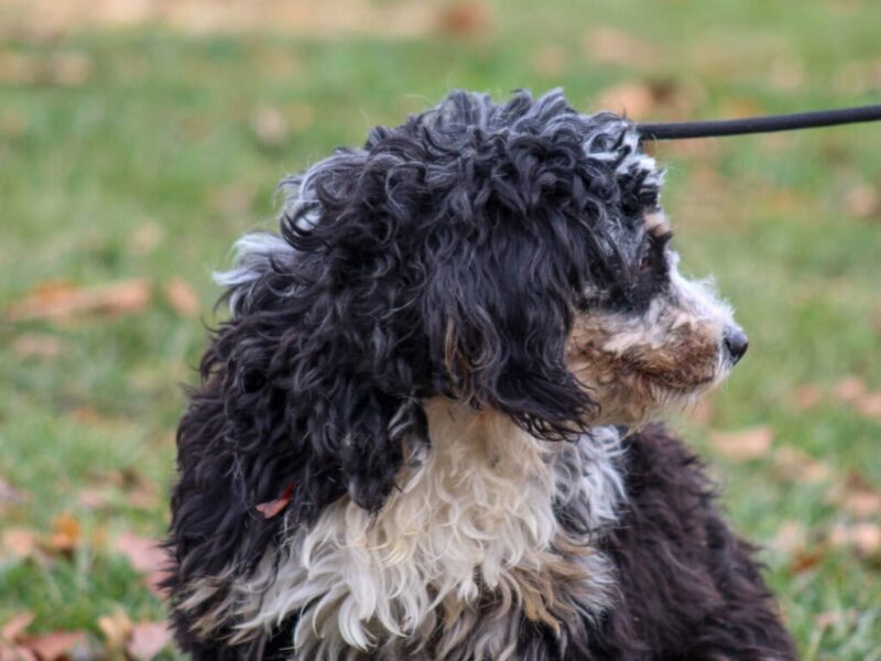 Qunita, our Bernedoodle Mini dam in Kentucky.
