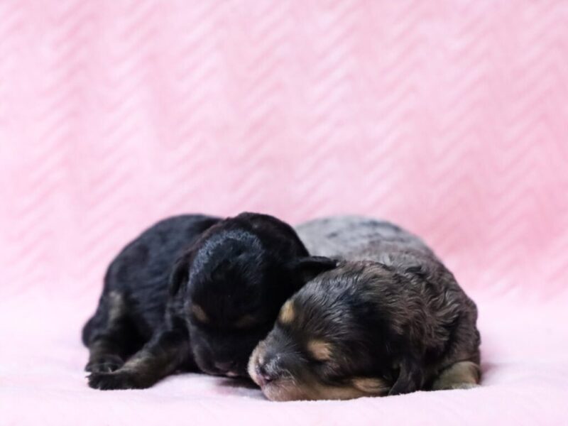 Radley-Jennie Mini Cavapoo image