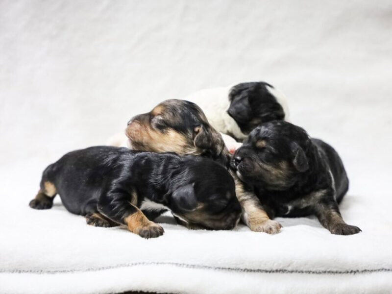 Radley-Jennie Mini Cavapoo image