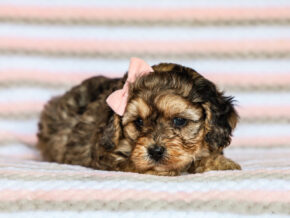 Photo of Jasmine