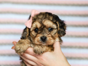 Photo of Jasmine