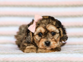 Photo of Jasmine