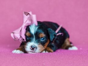 Photo of Annie