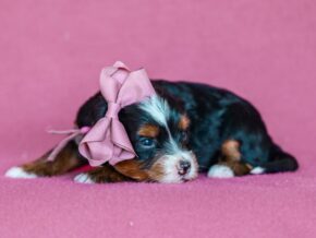 Photo of Annie