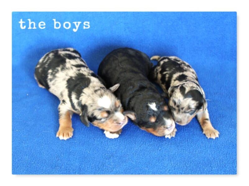 0326-Chip-Qintara Mini Bernedoodle image