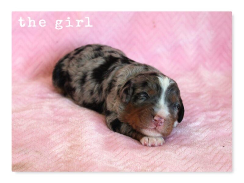 0326-Chip-Qintara Mini Bernedoodle image