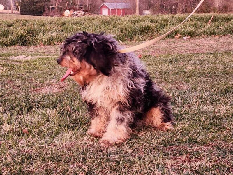 Qintara, our Bernedoodle Mini dam at Thomas Ridge Kennels in Kentucky.