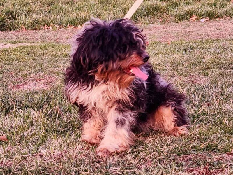 Qintara, our Bernedoodle Mini dam at Thomas Ridge Kennels in Kentucky.