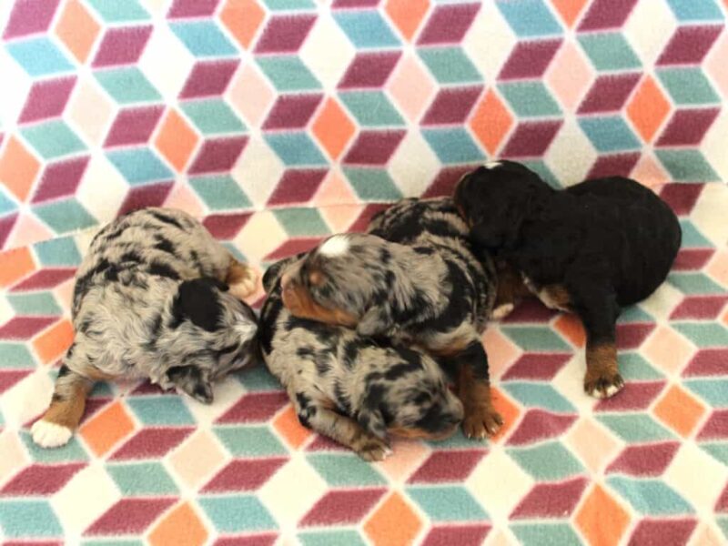 Chip-Qintara Mini Bernedoodle image