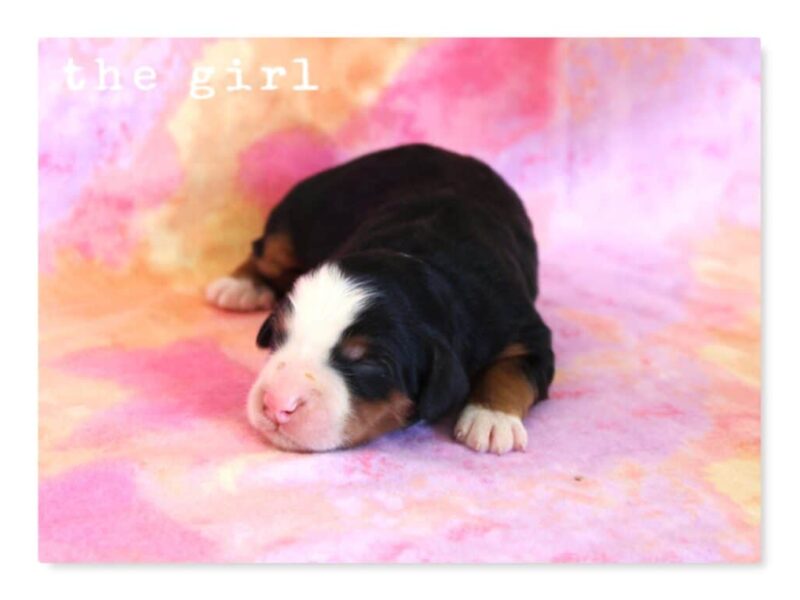 Chip-Machelle Mini Bernedoodle image