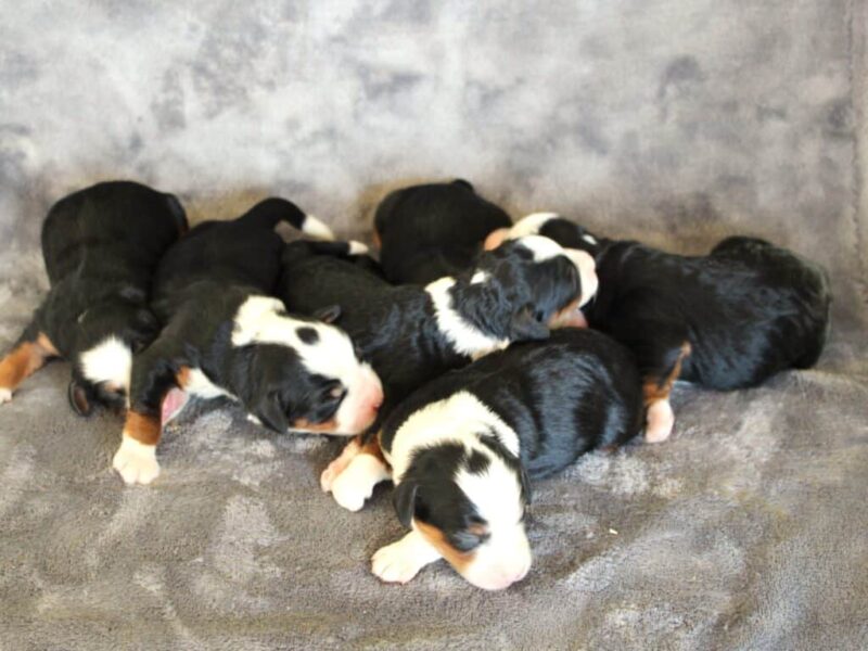 Chip-Machelle Mini Bernedoodle image