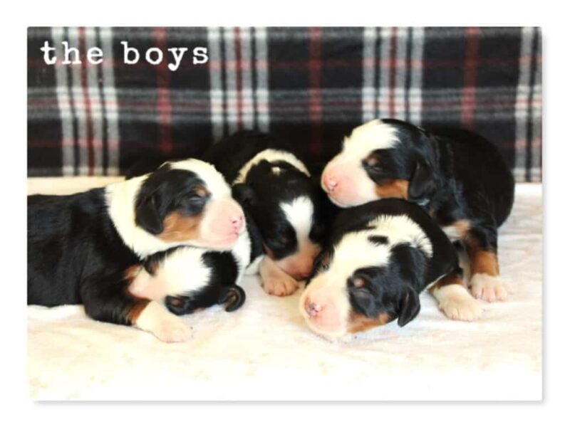 Chip-Machelle Mini Bernedoodle image