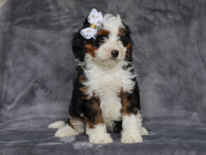 Photo of Merion