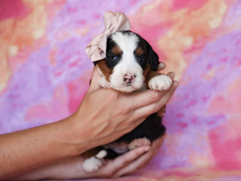 Molly image