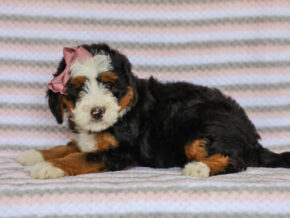 Photo of Molly