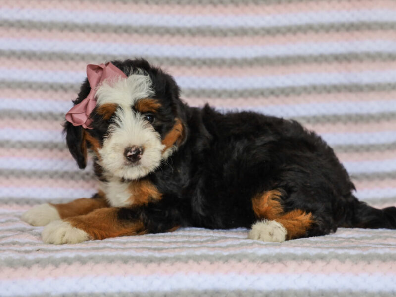 Molly image