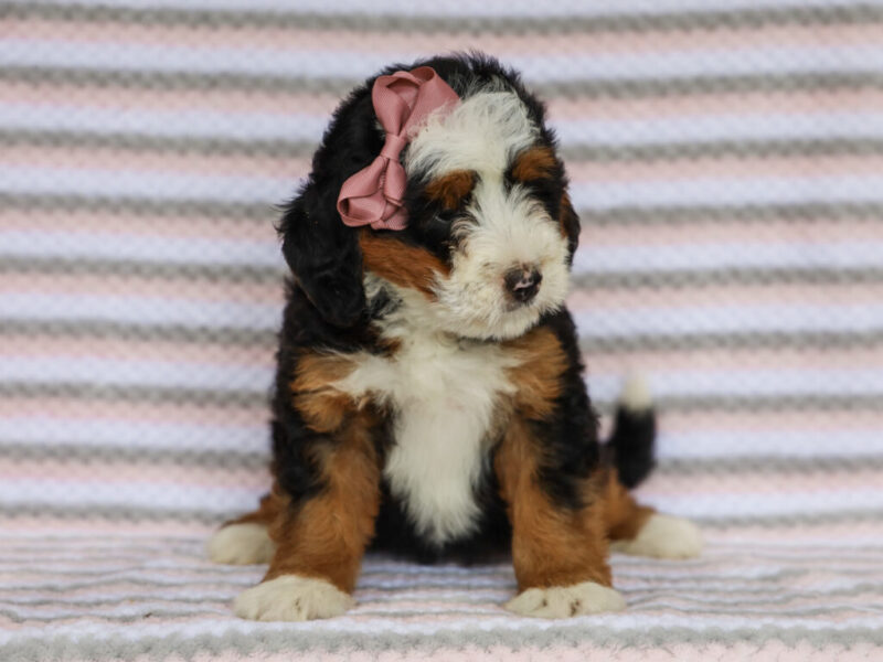 Molly image