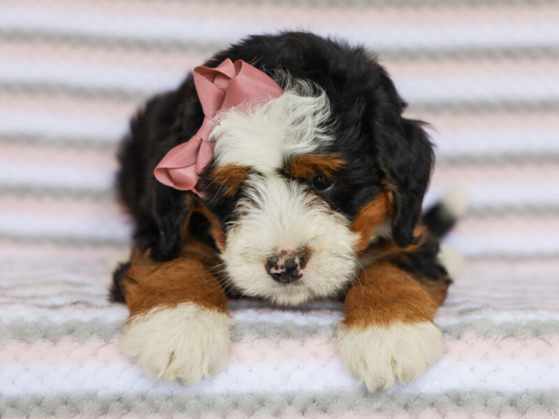 Molly image