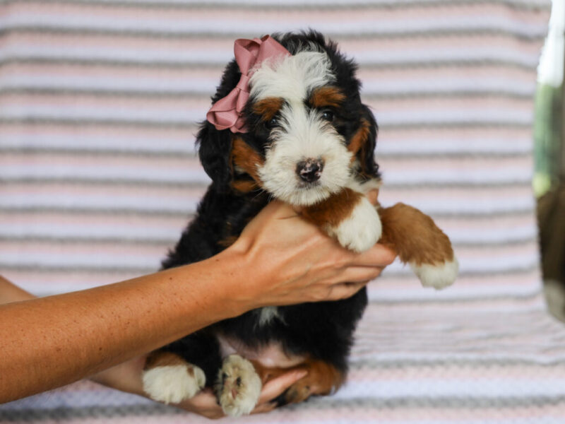 Molly image