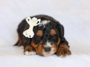 Photo of Myron