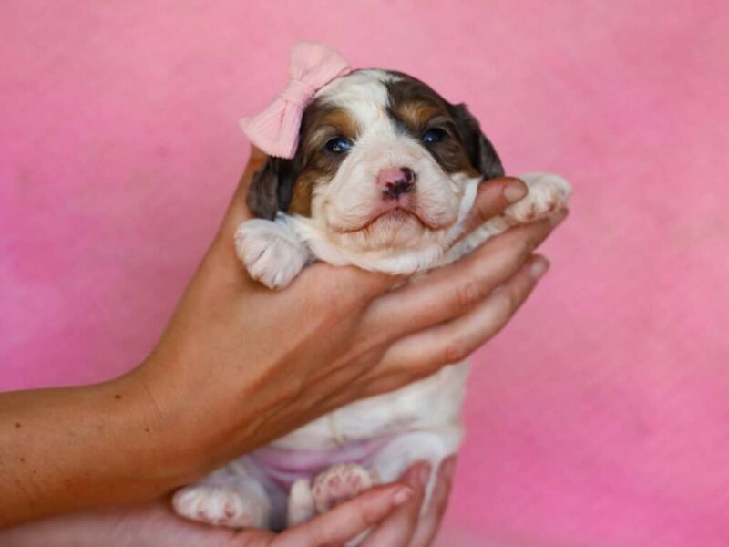 Sweetie image