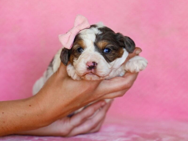Sweetie image