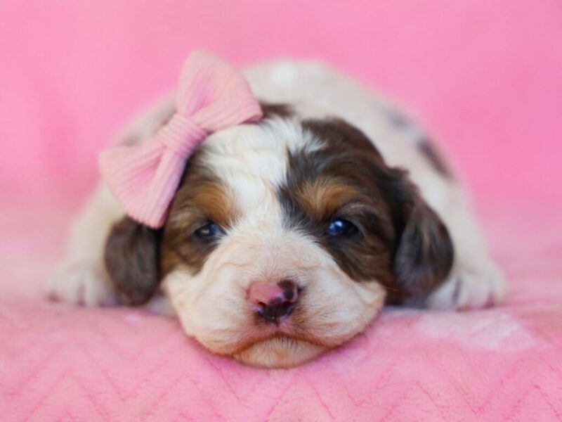 Sweetie image