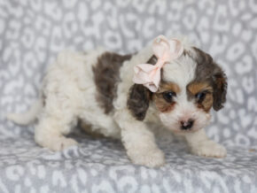 Photo of Sweetie