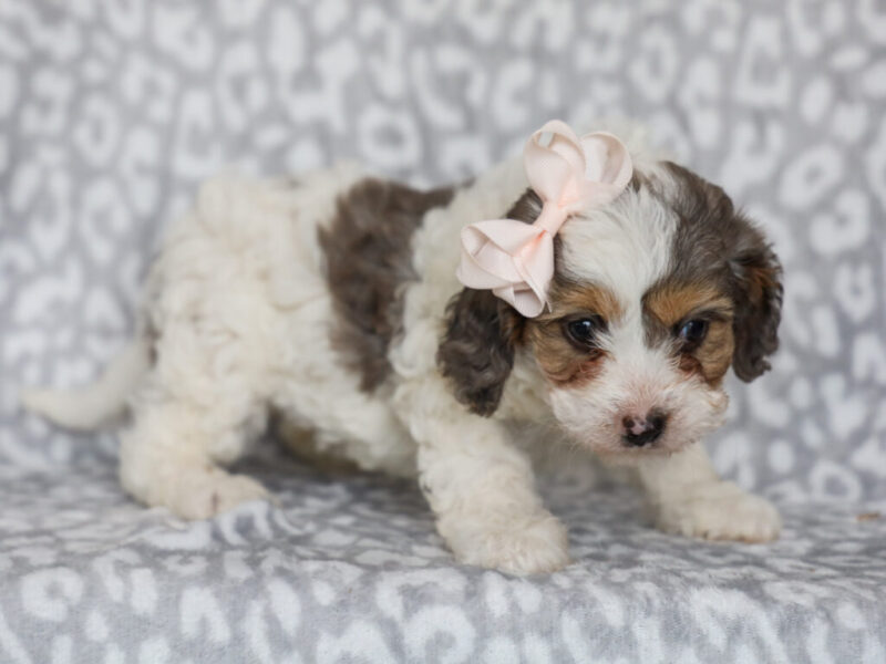 Sweetie image