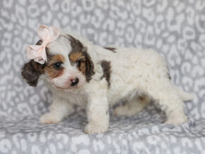 Photo of Sweetie