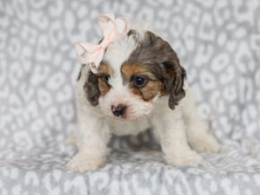 Photo of Sweetie